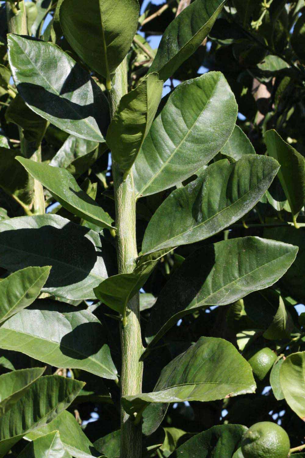              Sun leaves (Riverside, CA)       